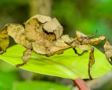 A close-up shot of a Spiny leaf insect(Aedka Studio)s