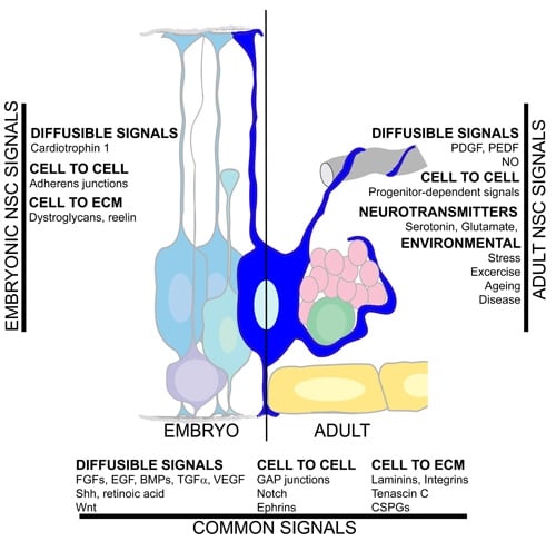 Summary of the signalling pathways in the neural stem cell microenvironment