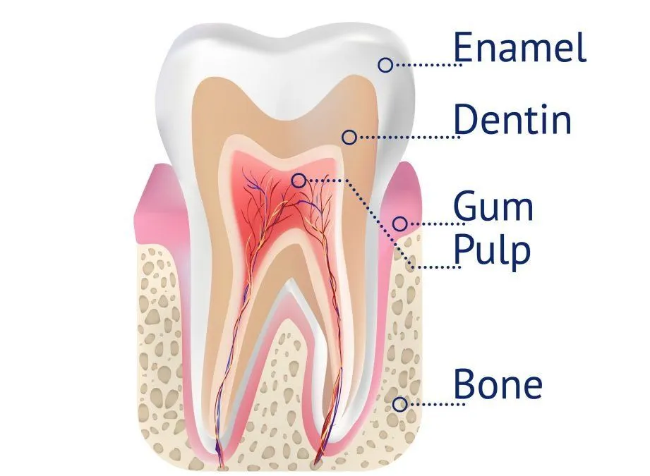 Vector tooth structure(YourElechka)s