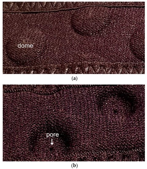 An up-close image of the Stomatex pores
