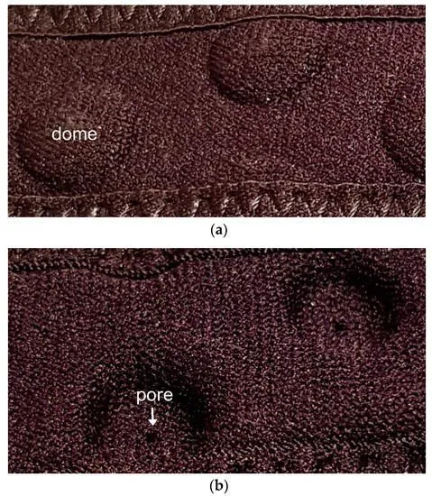 An up-close image of the Stomatex pores