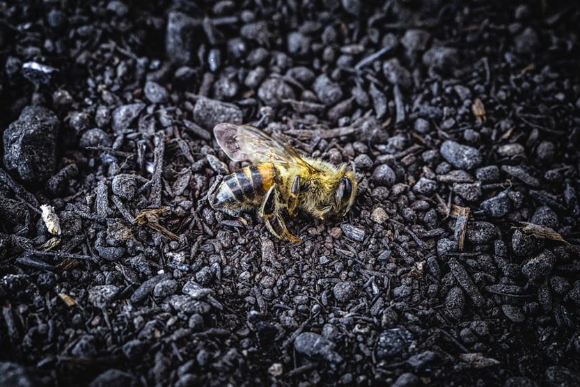 Bee in extermination. Dead bee, conceptual image about pesticides and environmental risks(RHJPhtotoandilustration)s