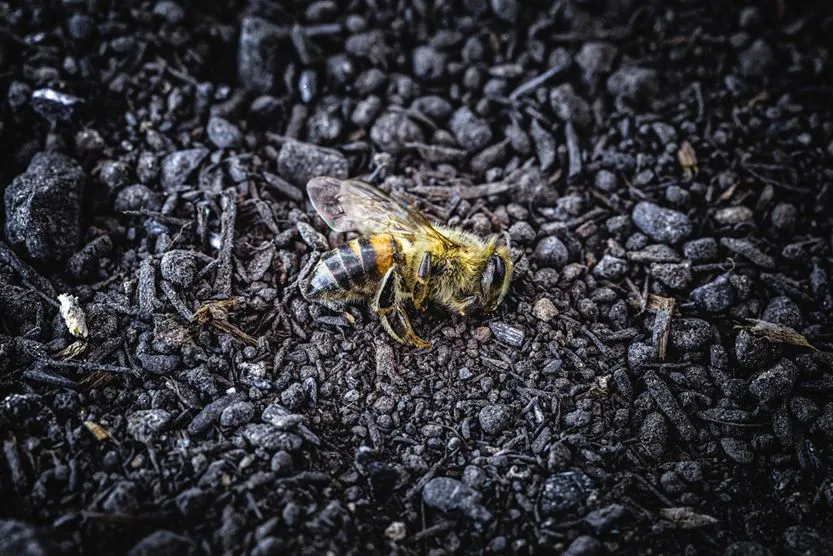 Bee in extermination. Dead bee, conceptual image about pesticides and environmental risks(RHJPhtotoandilustration)s