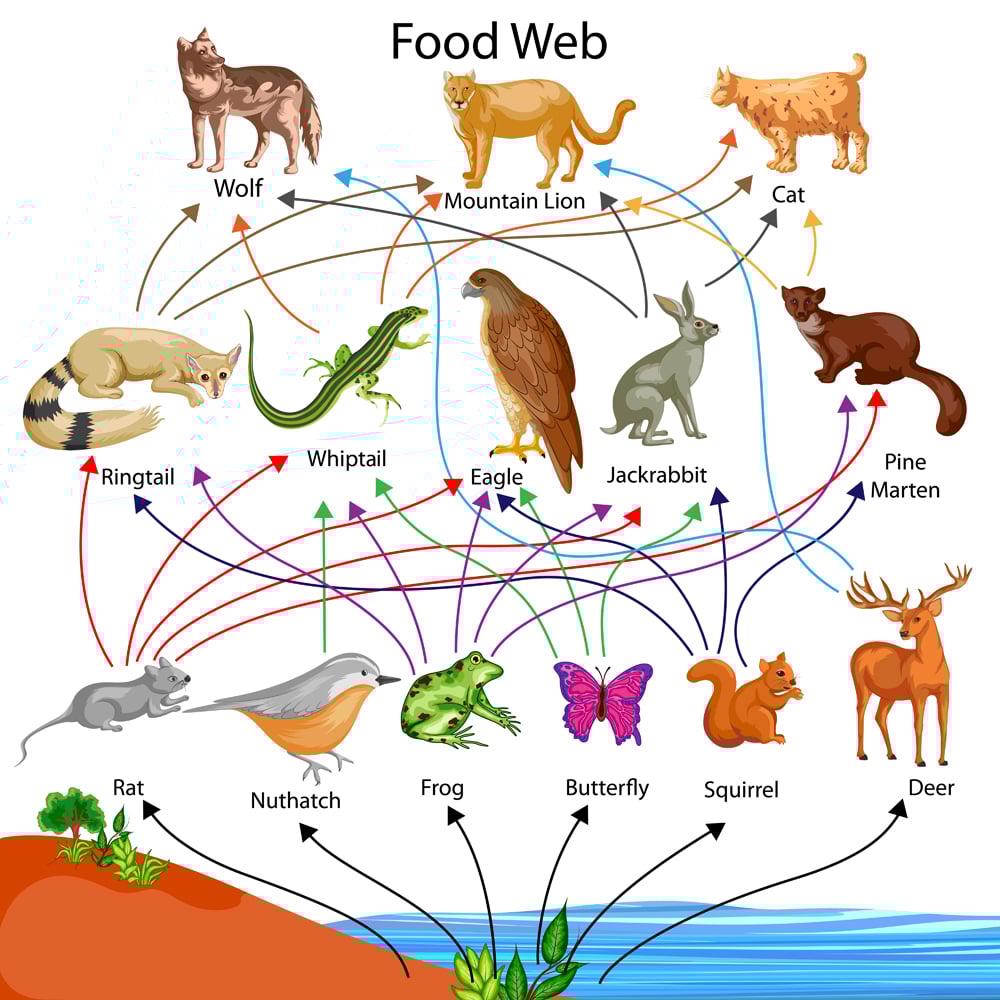 Education Chart of Biology for Food Web Diagram(Vecton)s
