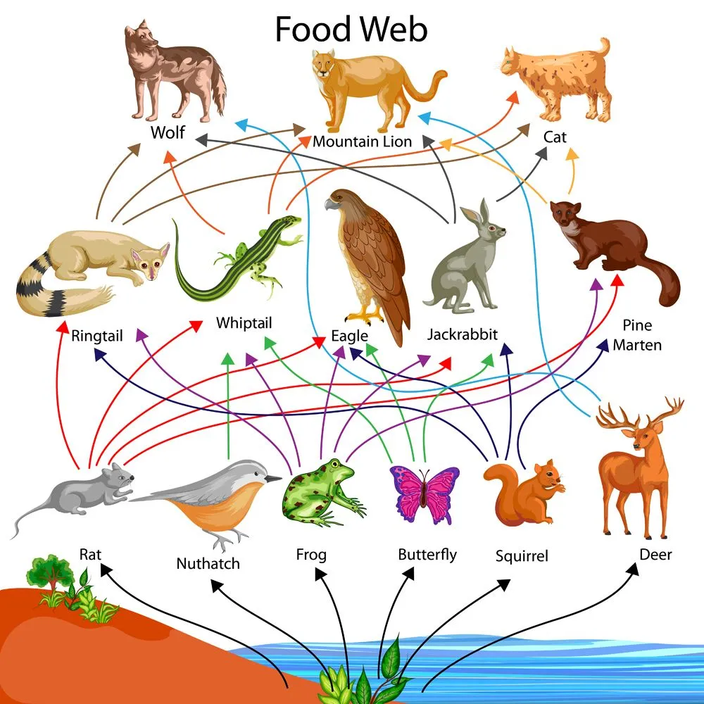 Education Chart of Biology for Food Web Diagram(Vecton)s
