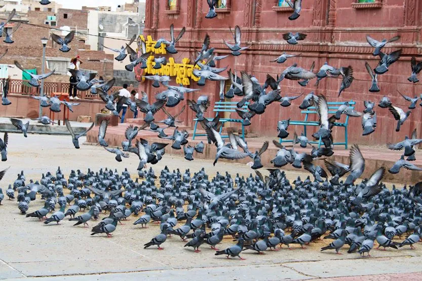 City Dove: Why Do Pigeons Like To Live In Cities?