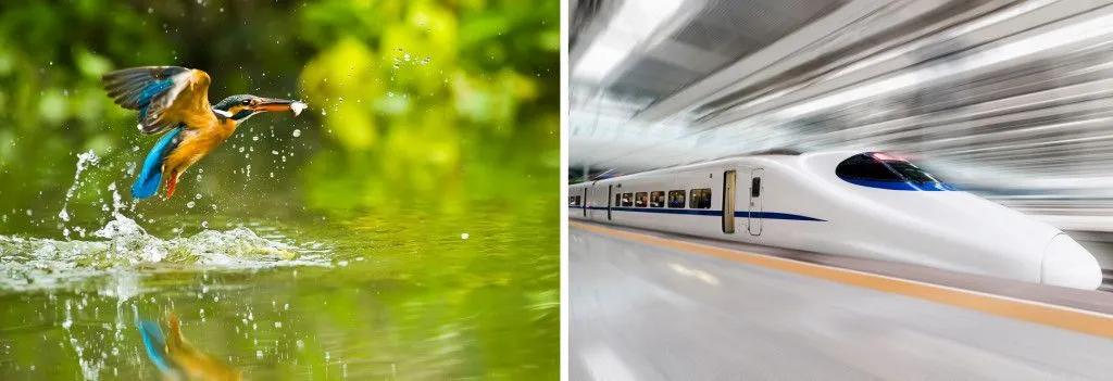 Kingfisher & modern high speed train with motion blur