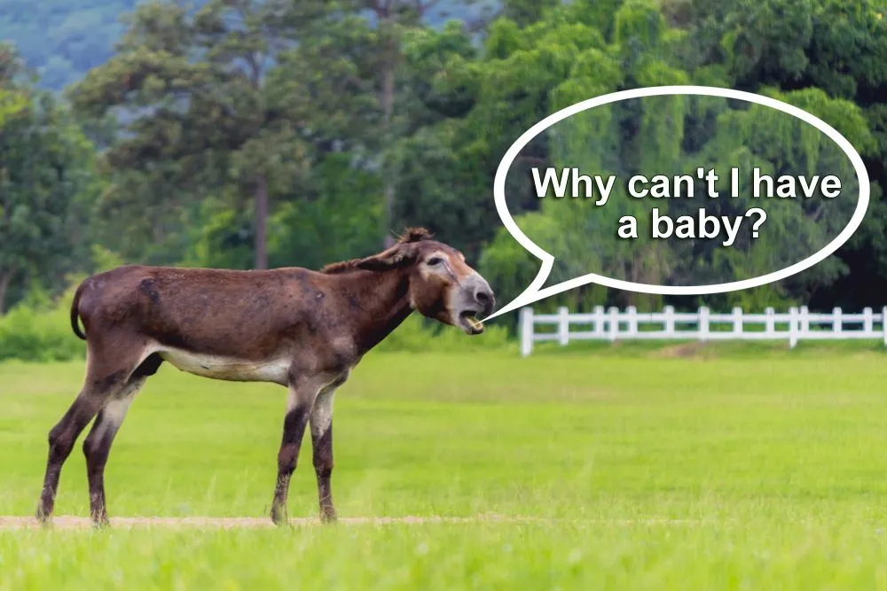 Hybrid Infertility: Why Can't Mules Reproduce?