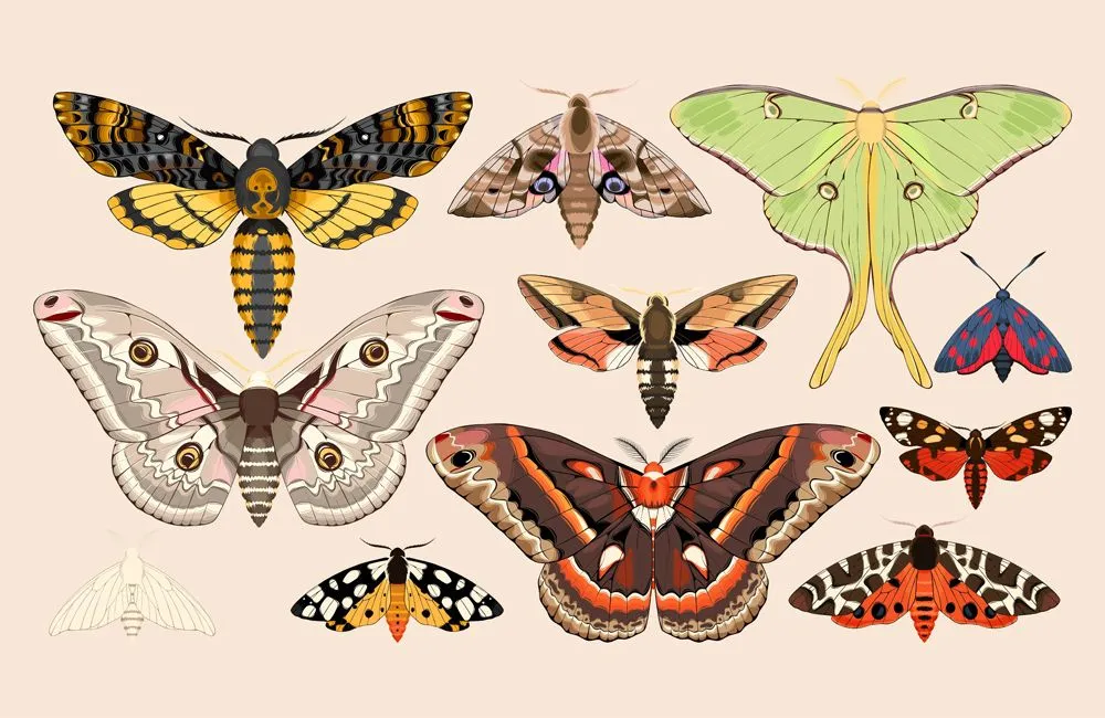 Moths Vs Butterflies: What Is The Difference Between Moth And Butterfly?