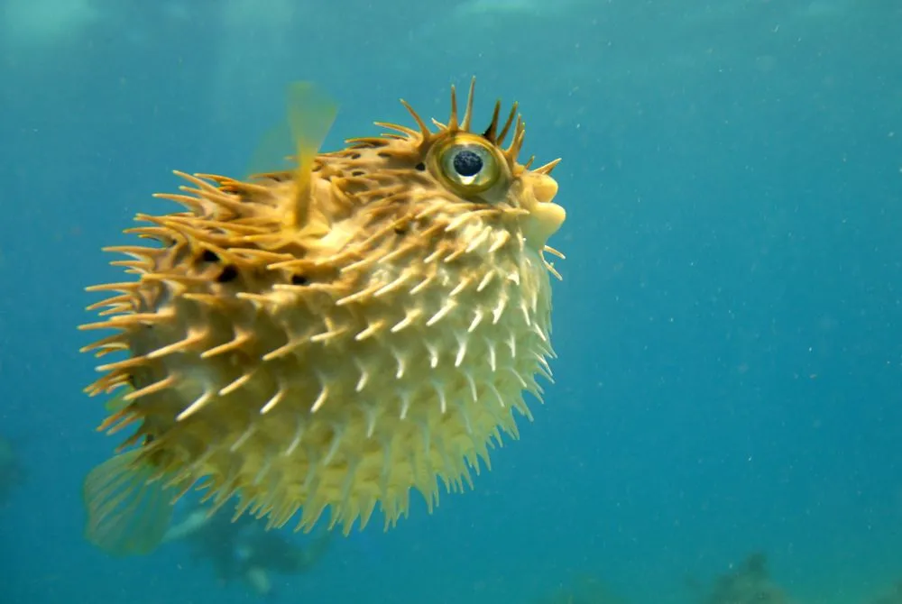 What Are Pufferfish And Are They Poisonous?
