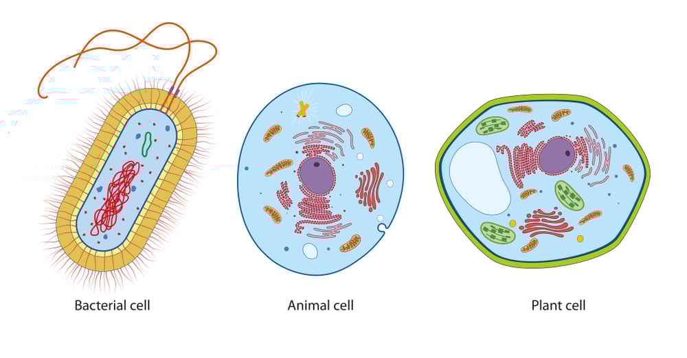 Difference between bacteria, animal and plant cells(Aldona Griskeviciene)S