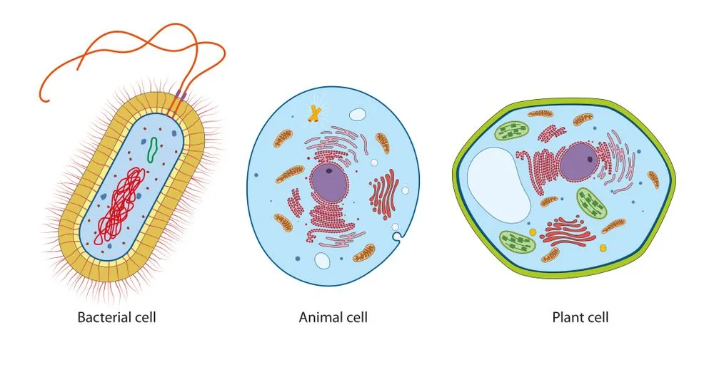 Difference between bacteria, animal and plant cells(Aldona Griskeviciene)S
