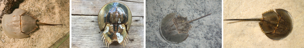Four different species of horseshoe crabs Picture 1- American horseshoe crab, Picture 2 - Tri-spine horseshoe crab, Picture 3- coastal horseshoe crab, and Picture 4- the mangrove horseshoe crab