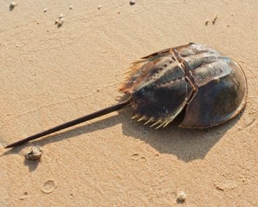 Horshoe crab on sandy beach(Jarous)S
