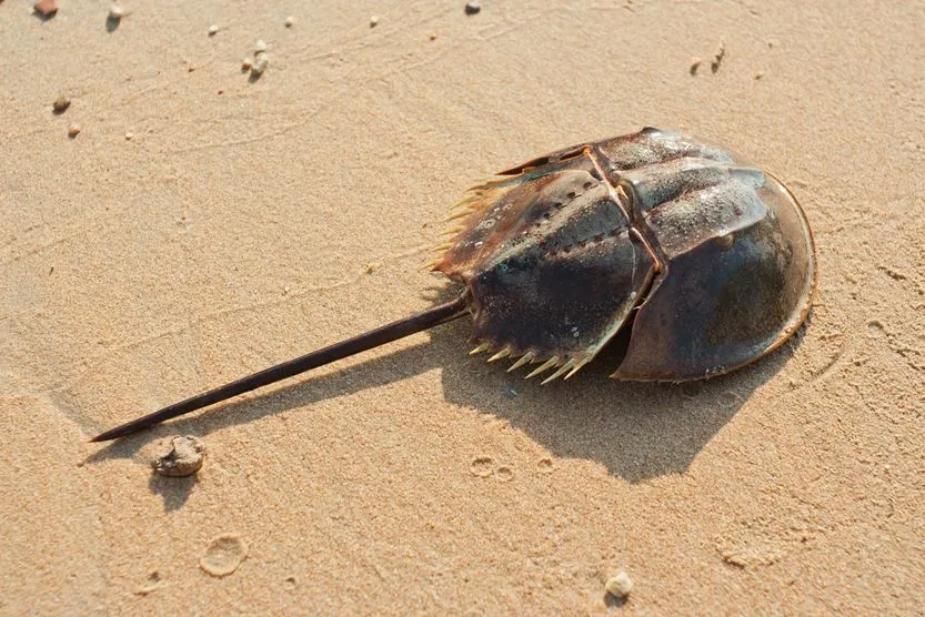 What Are Horseshoe Crabs And Why Are They Important?