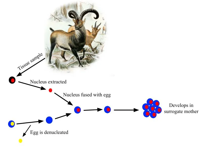 Pyrenean ibex Cloning