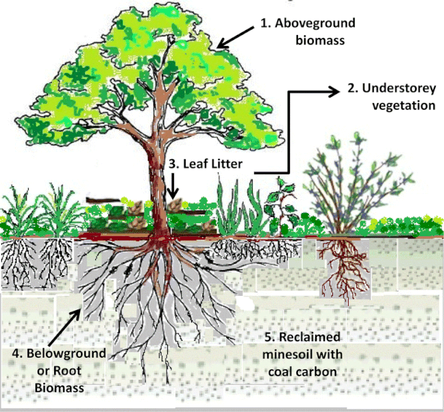 Schematic diagram showing distrribution of carbon stock stored in reclaimed coalmine site 1 to 5 and summation