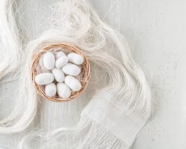 Silk cocoon the commercially bred caterpillar of silkworm moth(rikur B)s