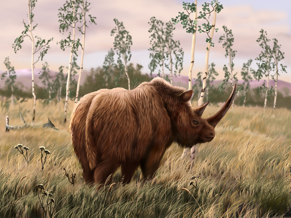 Woolly Rhinoceros