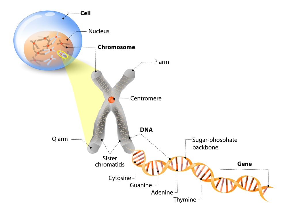 Cell Structure(Designua)s