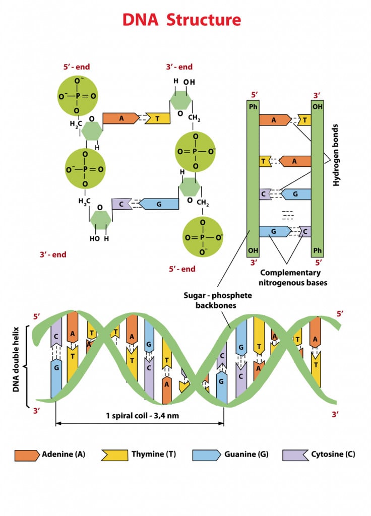 DNA structure Nucleotide, Phosphate, Sugar, and bases(Zvitaliy)s