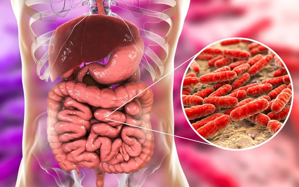 Normal flora of small intestine, bacteria Lactobacillus(Kateryna Kon)s