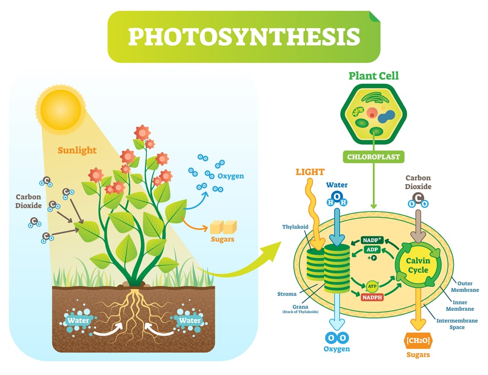 Photosynthesis,Biological,Vector,Illustration,Diagram,With,Plan,Cell,Chloroplast,Kelvin