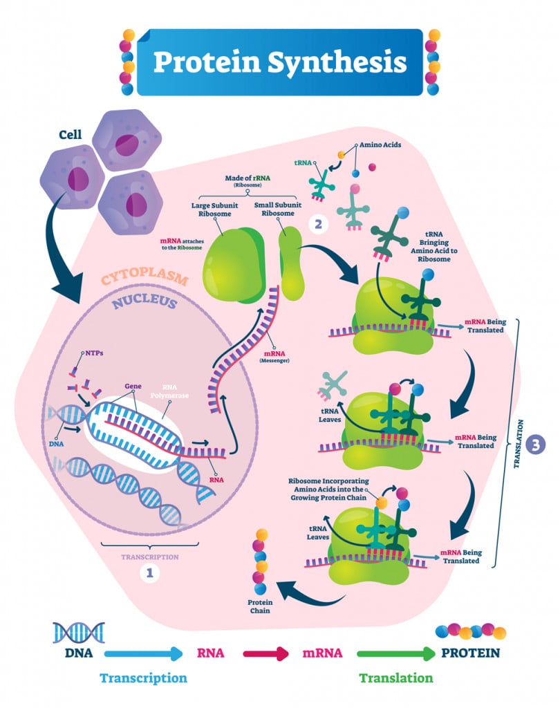 Protein synthesis vector illustration(VectorMine)s