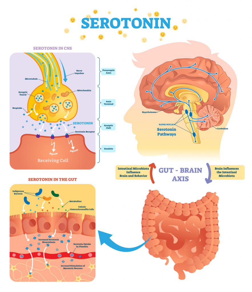 Serotonin vector illustration(VectorMine)S