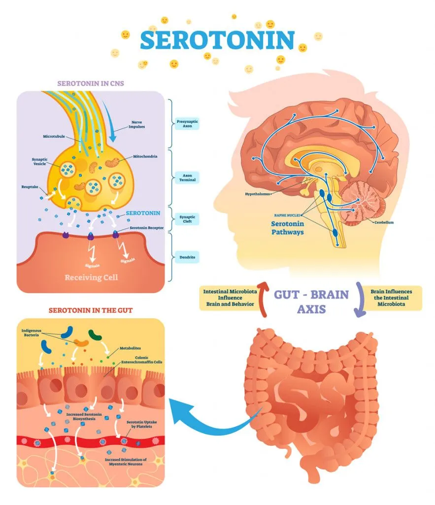 Serotonin vector illustration(VectorMine)S