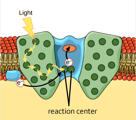 The 'Drunken walk' of excitons to the reaction center