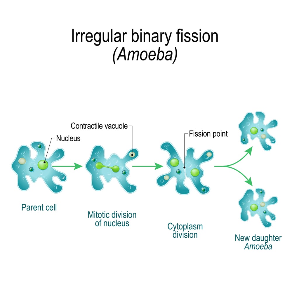 Amoeba.,Irregular,Binary,Fission.,Unicellular,Animal,With,Pseudopods,That,Lives