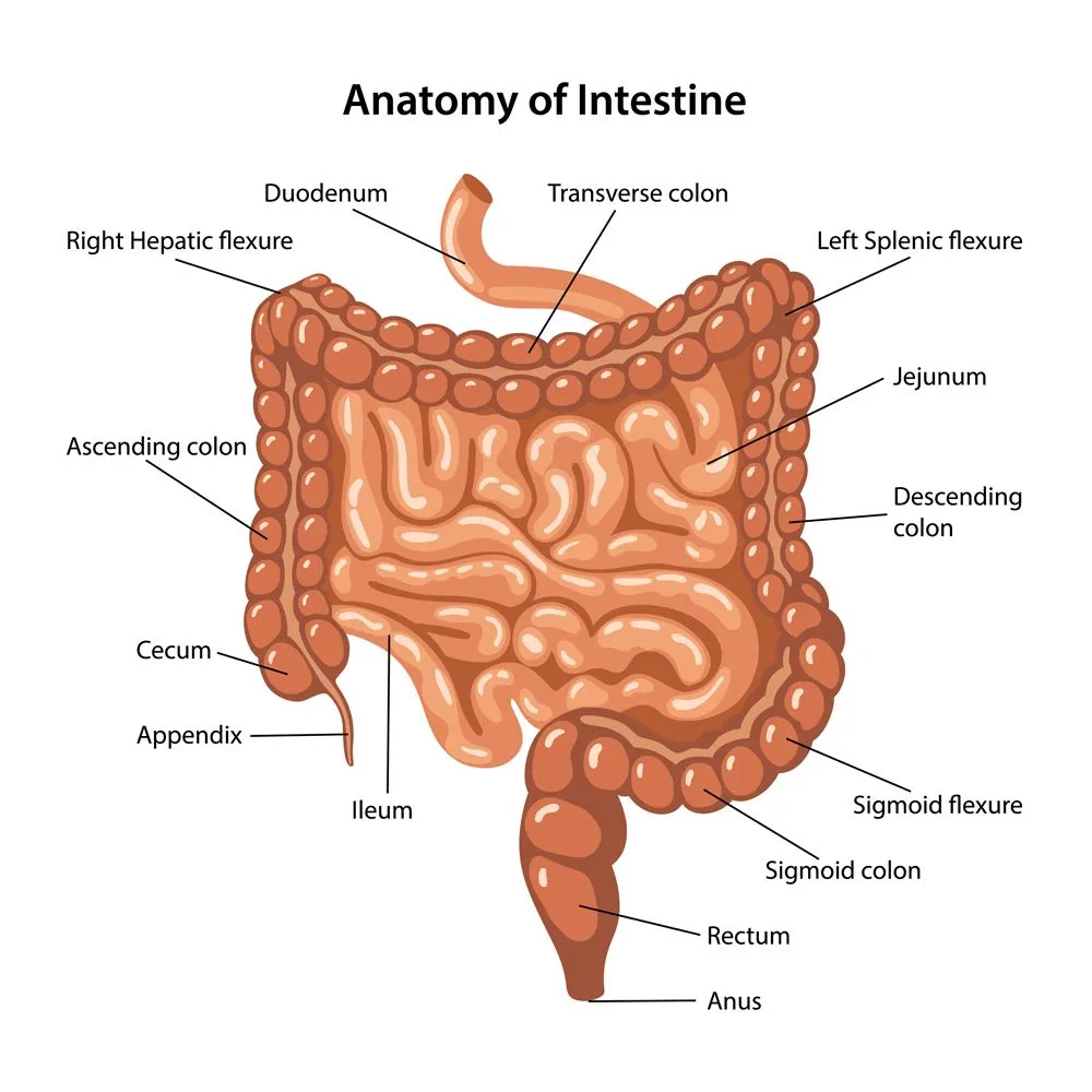Anatomy of Intestine with description of the corresponding parts(Olga Bolbot)s