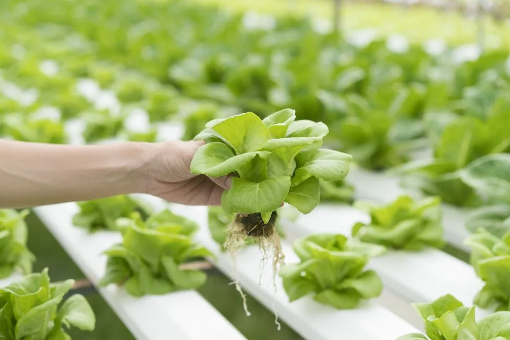 Hydroponics: Can Plants Only Be Grown Using Water And Without Soil?