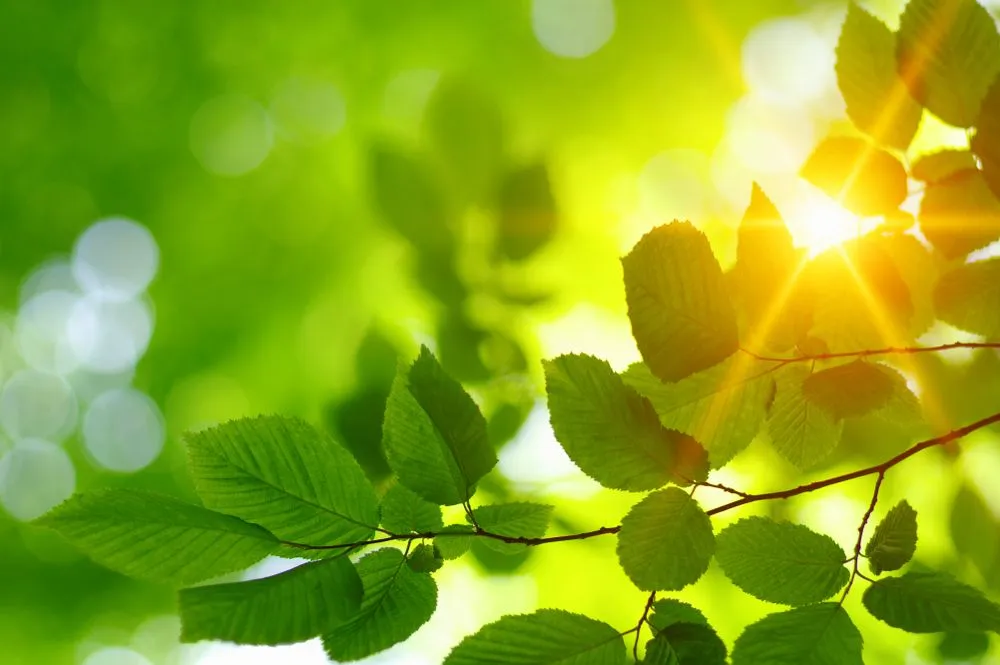 Do Plants Use Quantum Mechanics To Perform Photosynthesis?