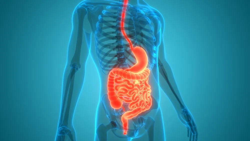 How Does The Human Digestive System Work?
