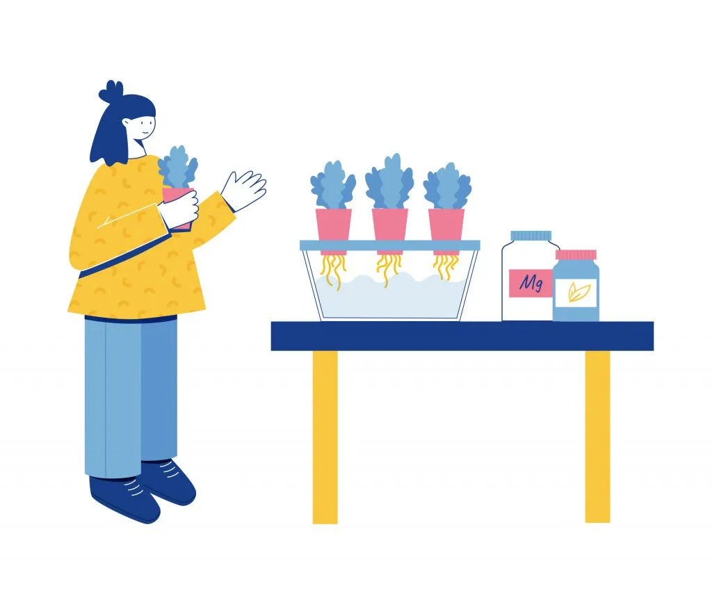 Hydroponics concept(Cerama_ama)s