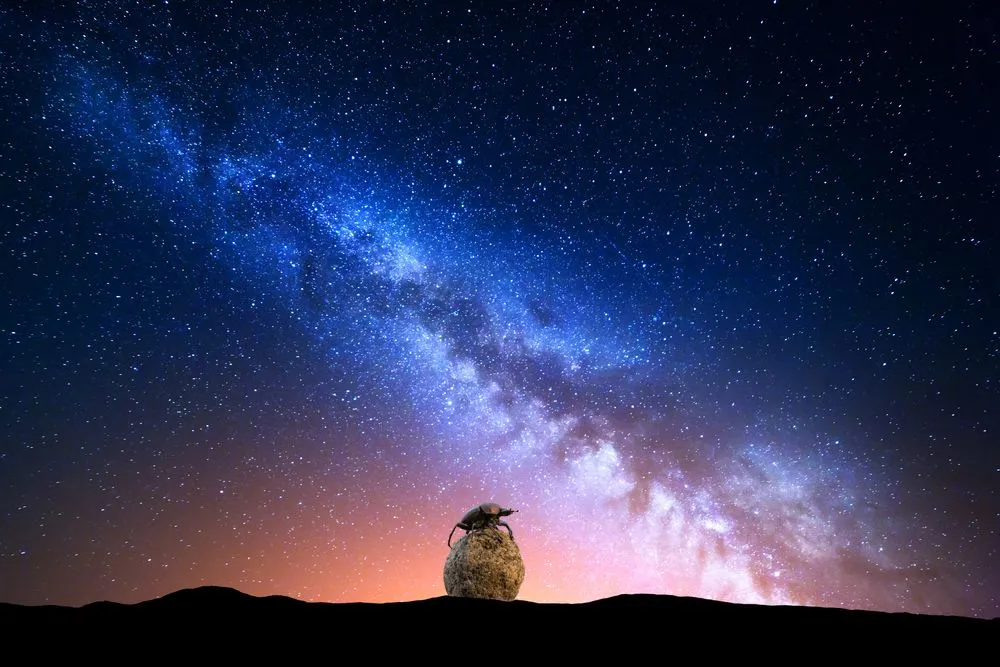 How Do Dung Beetles Use The Milky Way To Navigate?