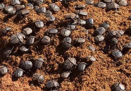 Numerous,Dung,Beetles,Are,Fed,With,Rhinoceros,Dung.,Dung,Beetles