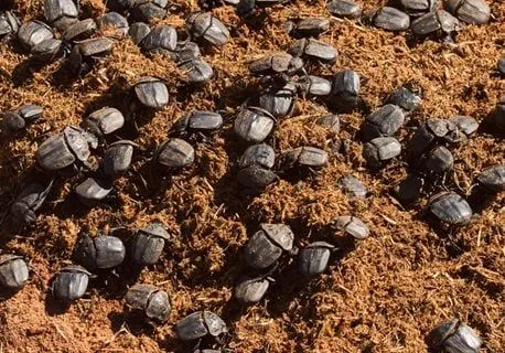 Numerous,Dung,Beetles,Are,Fed,With,Rhinoceros,Dung.,Dung,Beetles