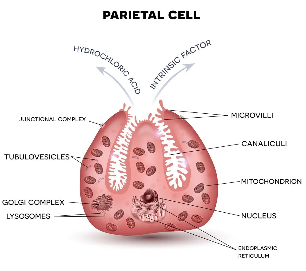 Parietal cell secreting hydrochloric acid and intrinsic factor(Tefi)s