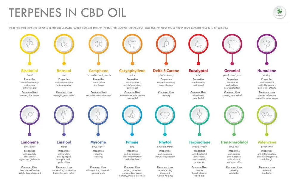 Terpenes,In,Cbd,Oil,With,Structural,Formulas,Horizontal,Business,Infographic