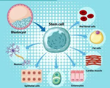 human stem cell