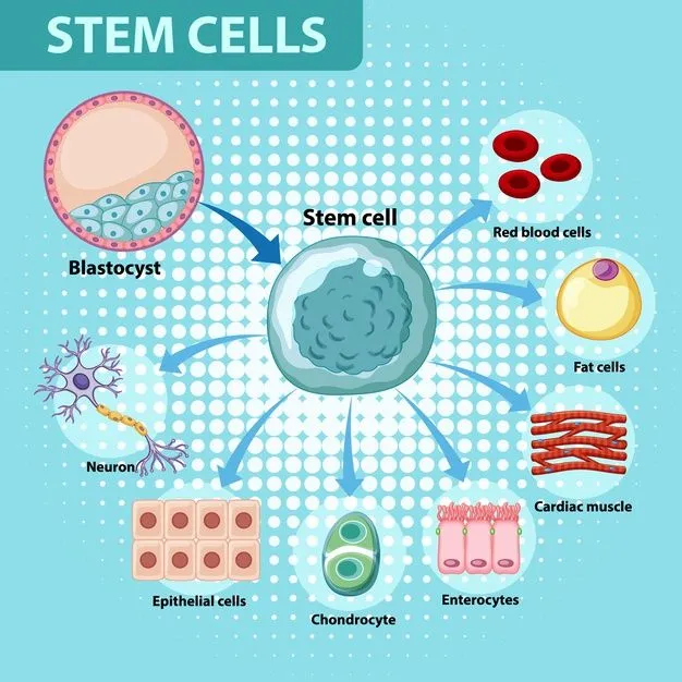 Stem Cells: Definition, Function, Types, Applications, And Importance