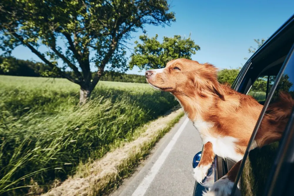 Dog,Travel,By,Car.,Nova,Scotia,Duck,Tolling,Retriever,Looking