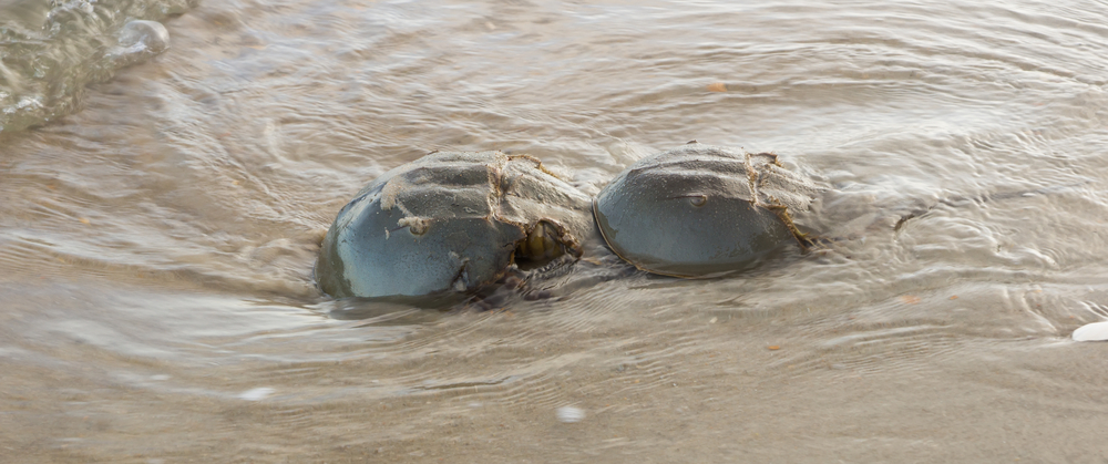 Female,And,Male,Horseshoe,Crab,(limulus,Polyphemus),During,The,Breeding