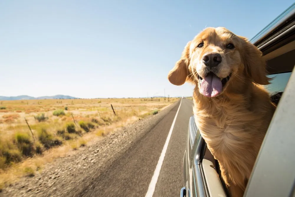 Why Do Dogs Like Sticking Their Head Out The Window?