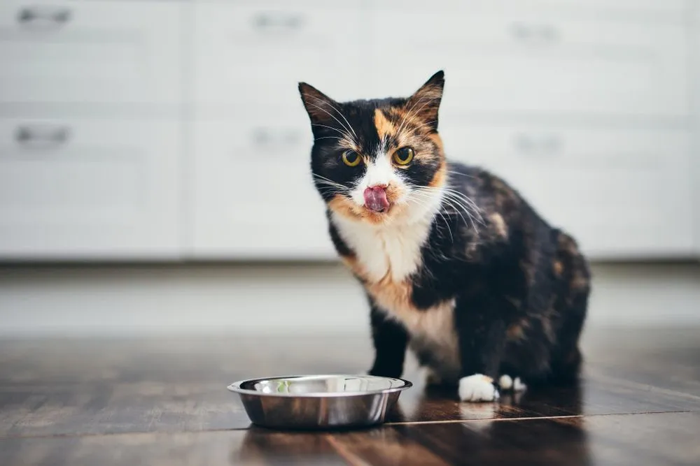 Whisker Fatigue: Why Do Cats Stop Eating When They See Bottom Of The Bowl?