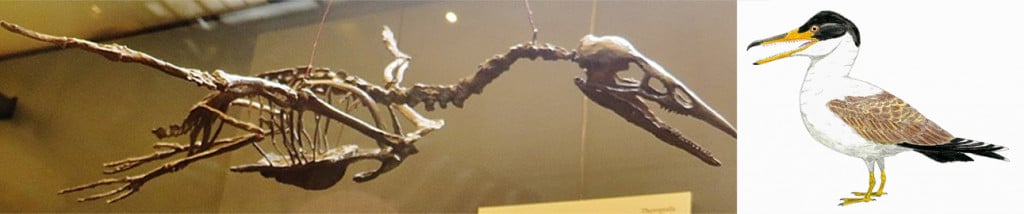 Ichthyornis dispar fossil