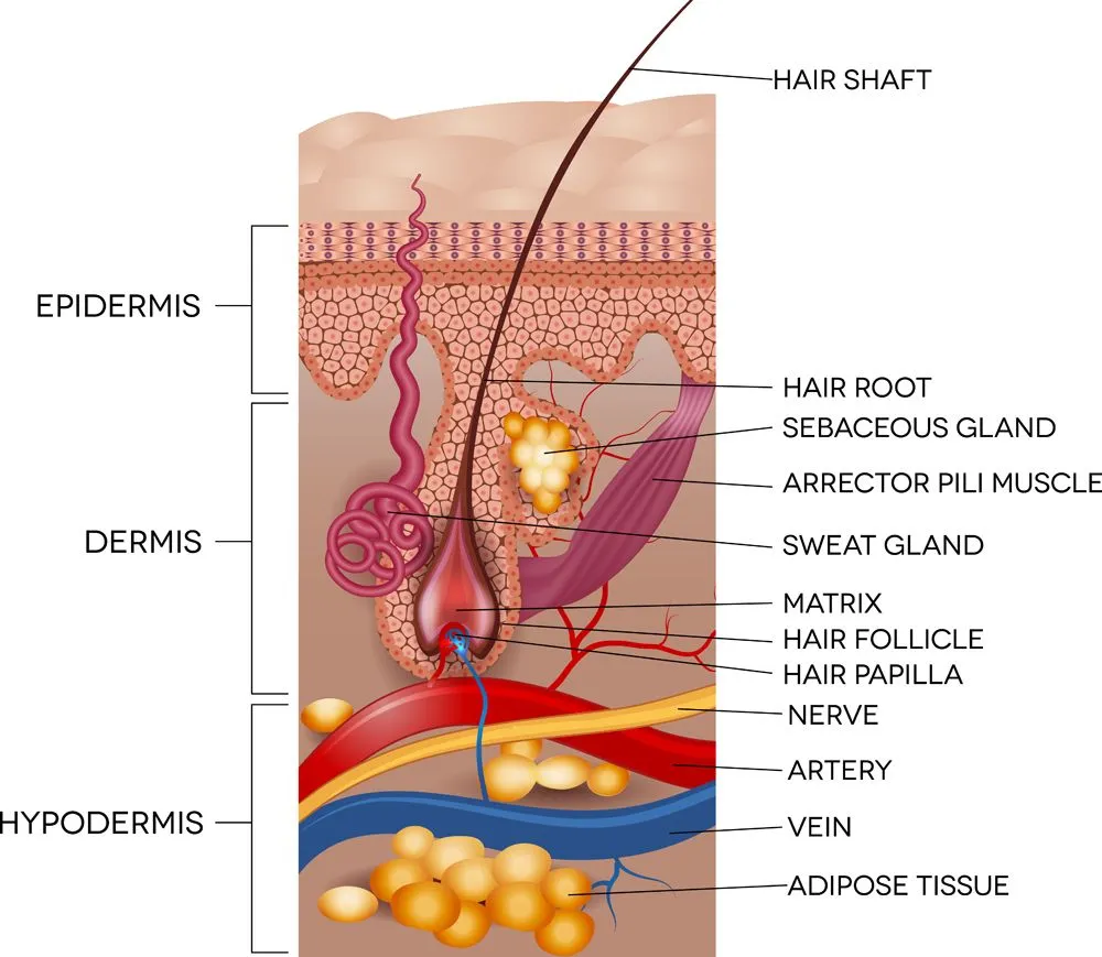 Labeled,Skin,And,Hair,Anatomy.,Detailed,Medical,Illustration.
